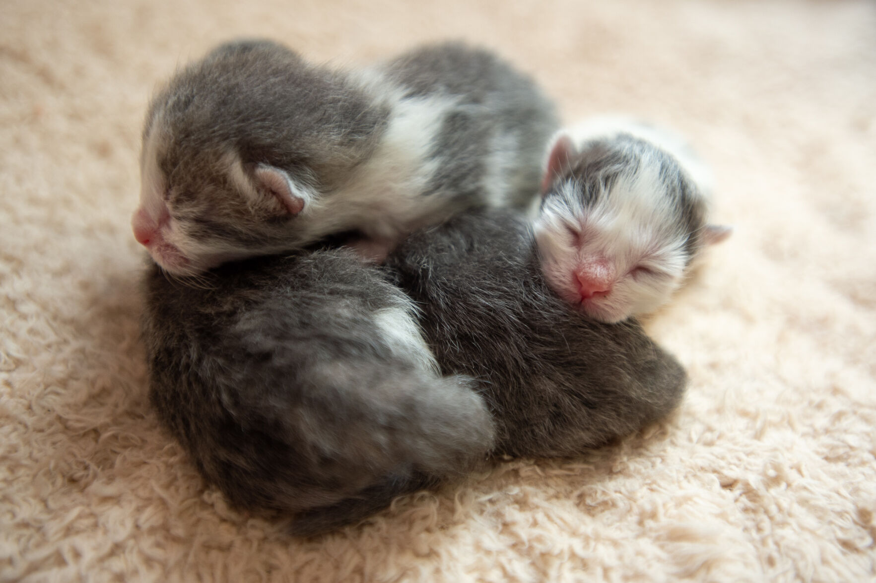 Pet adoptions on the rise
